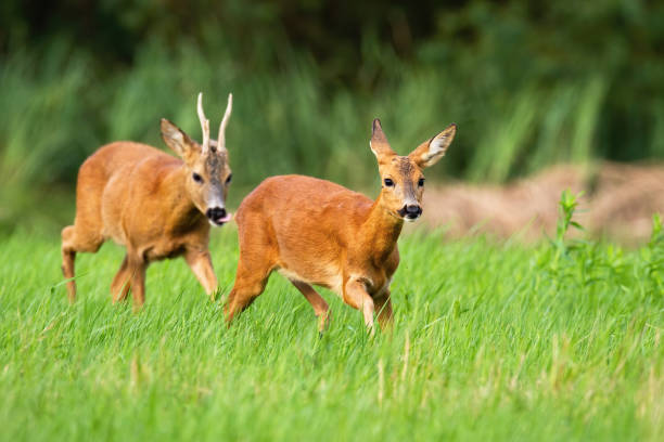istock Roe deer following doe on grassland in rutting season 1413281170