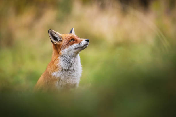 Dreamy red fox looking up on meadow with copy space