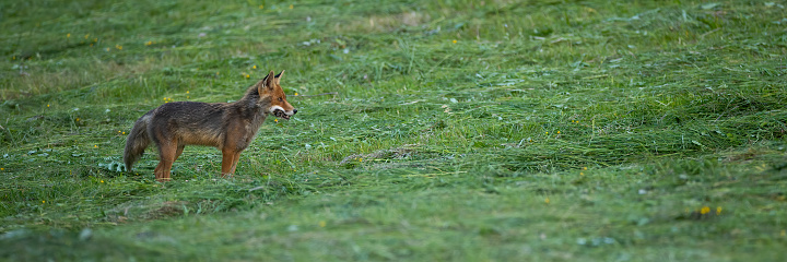 Red fox, vulpes vulpes, standing on cut down grassland with copy space. Orange mammal looking on meadow in panoramic shot. Wild predator watching on green field.
