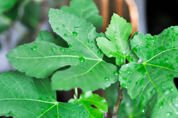 Ficus carica, fig or common fig plant or fig leaf and rain drop stock photo
