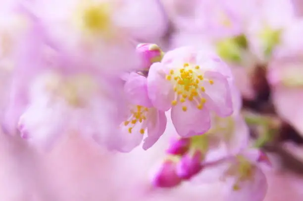 With the arrival of spring, plum blossoms bloom all over Japan. There are also beautiful pink plum blossoms.