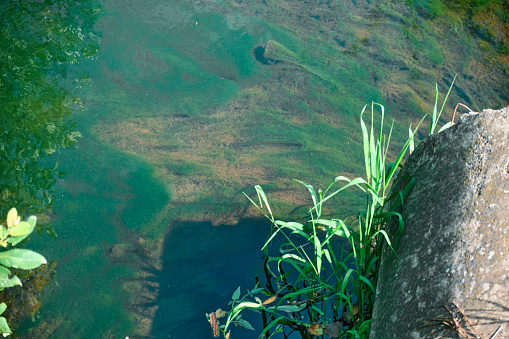Underwater river landscape with algae and fry in green water