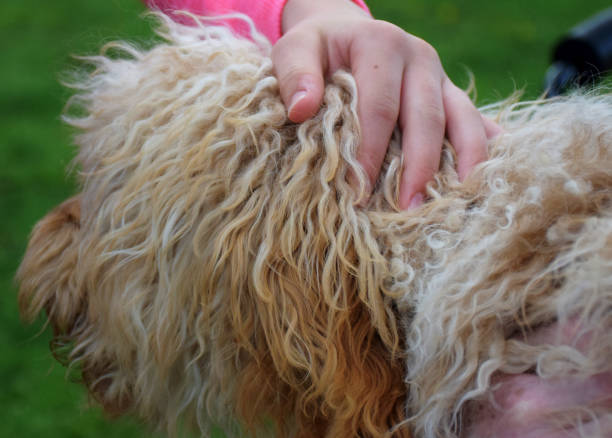 istock Unidentifiable Girl Pets Her Shaggy Cockapoo 1413283978