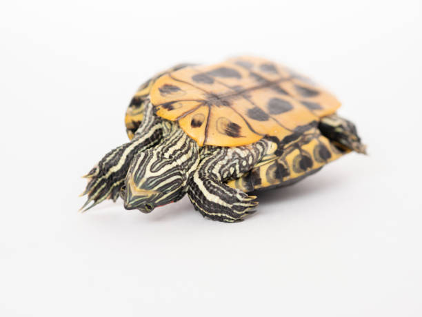 istock A red-eared turtle on a white background in an inverted shell lies with its paws to the top, arched its neck, trying to turn over, close-up, selective focus 1413286068