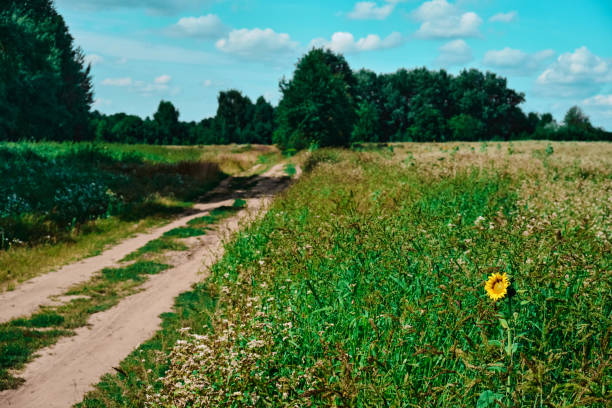 istock Beautiful sunflower on a sunny day with a natural background Selective focus 1413286503