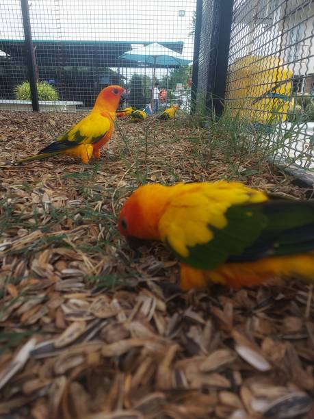istock The parrot in the cage. 1413287035