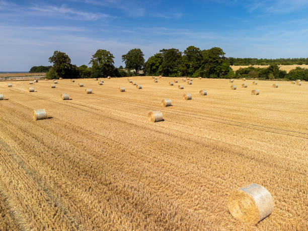 Straw Bales in Field after Harvest stock photo