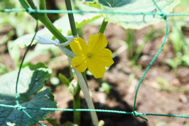 istock Cucumber cultivation in a vegetable garden. 1413287384