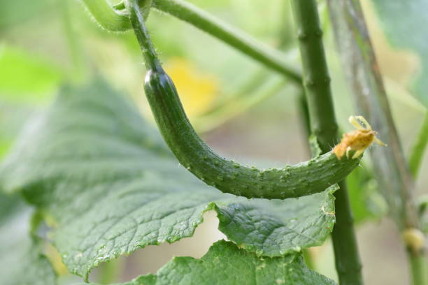 istock Cucumber cultivation in a vegetable garden. 1413287386