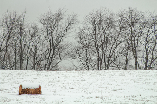 Snowy hay bale in the field