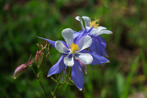 A purple and white columbine grows in the wild in the Rocky Mountains of Colorado where it is the official state flower