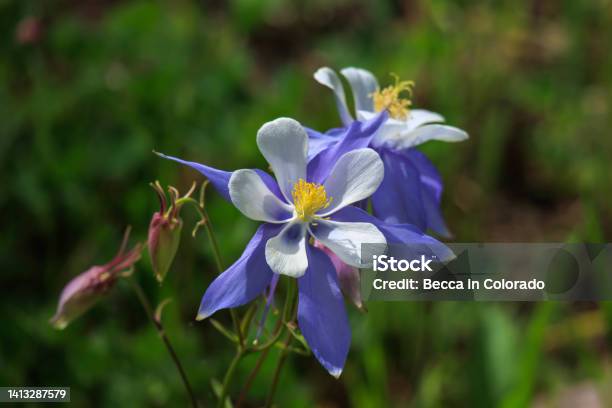 Columbine Stock Photo - Download Image Now - Columbine Flower, Purple, White Color