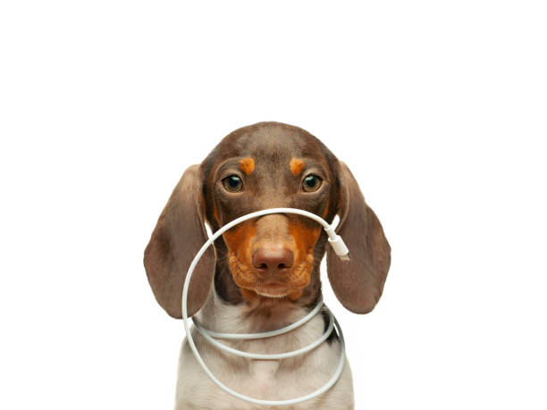 istock image of dachshund dog portrait charge cable white background 1413290976
