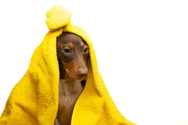 istock image of dog towel white background 1413290980