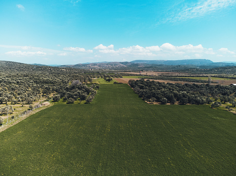 Aerial view of olive trees in a field.