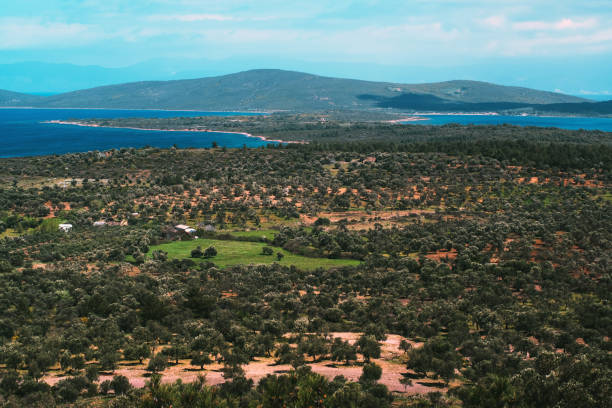 istock Landscape view of olive so many trees field 1413291510