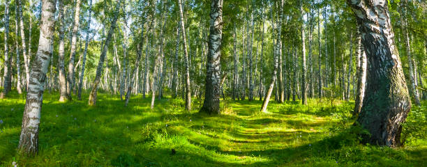 istock green birch forest glade at sunny summer day, beautiful natural forest scene 1413291602