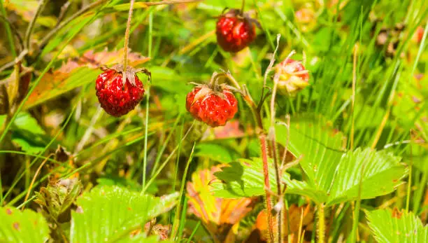 closeup ripen wild-strawberry berries in grass, natural plang background
