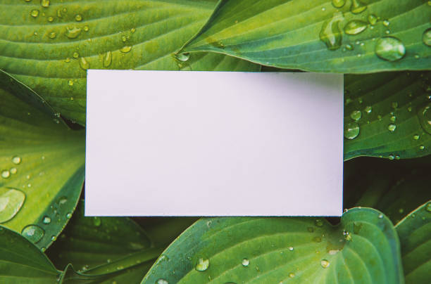 istock Mock up white empty paper card on the green leaves 1413292597