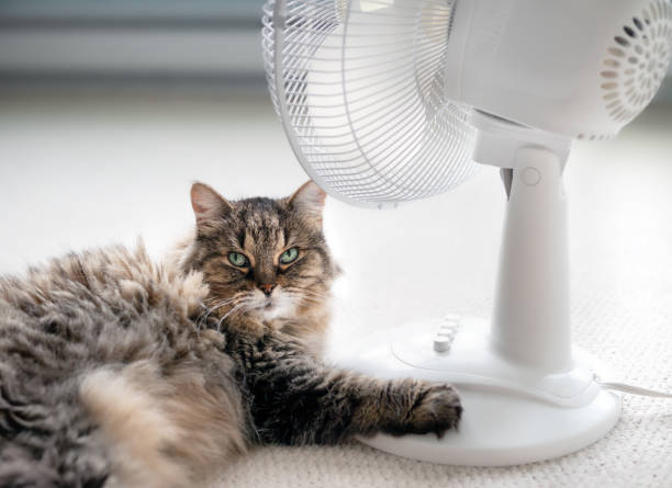 istock Cute cat in front of fan while lying on carpet and looking at camera. 1413292840