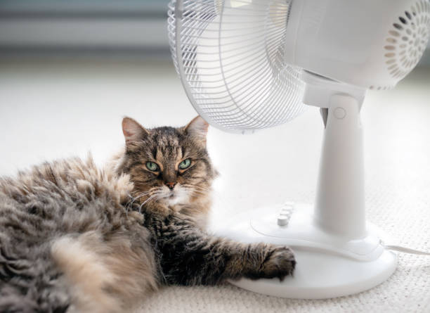 Cute cat in front of fan while lying on carpet and looking at camera. stock photo