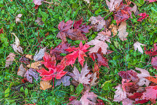 Color Leaves on green grass in overcast day