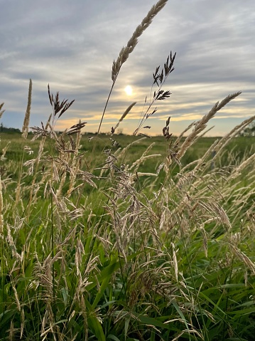 Serene summer prairie pasture view