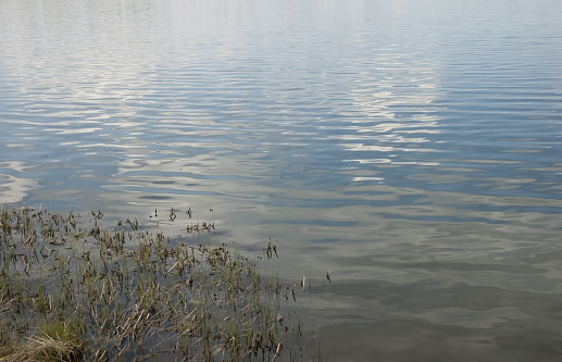 Calm water with slight ripples reflects the blue sky, in the foreground there are reeds