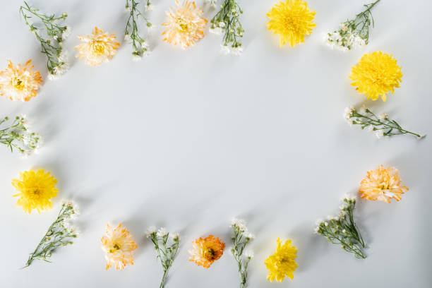istock chrysanthemum and cutter flowers composition. Pattern and Frame made of various yellow or orange flowers and green leaves on white background. Flat lay, top view, copy space, spring, summer concept. 1413296858