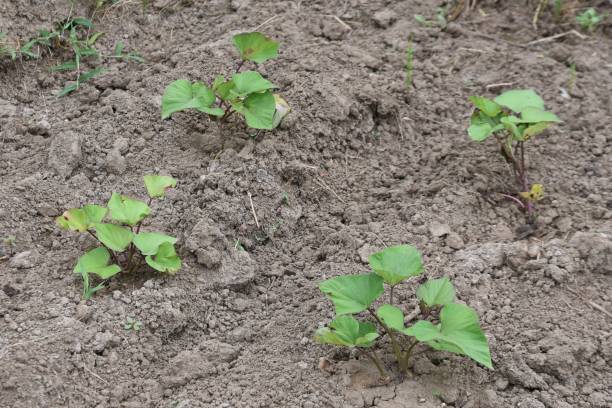 istock Sweet potato cultivation in a vegetable garden. 1413300552