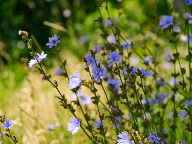 istock Cichorium plants flowering in meadow 1413300848