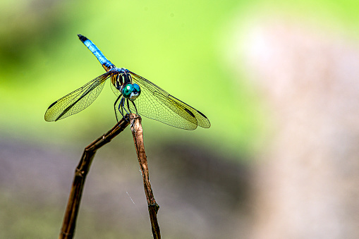 Close up of Dragonfly