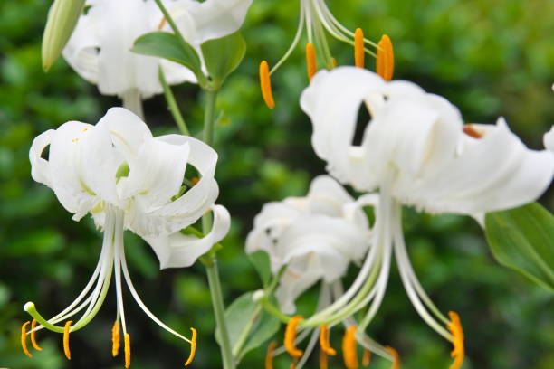 istock Closeup of white tiger lily 1413301722