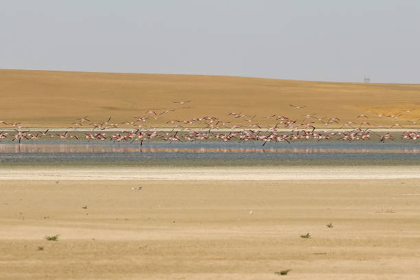 susza i flamingi - flamingo hilton zdjęcia i obrazy z banku zdjęć