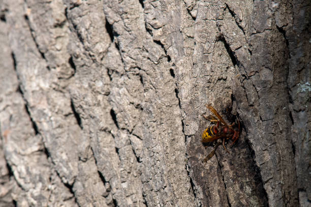 istock European hornet. Vespa crabro on tree. Wasp. 1413302306