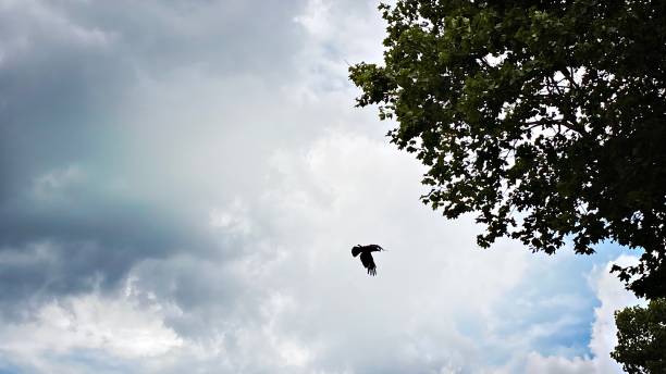istock Crow flying against an Overcast Sky 1413302842