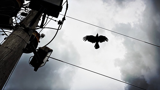 Crow about to land on a Wire