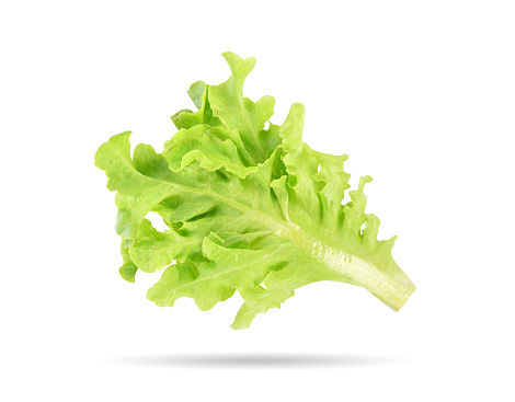 Fresh salad green lettuce leaf falling in the air isolated on white background.