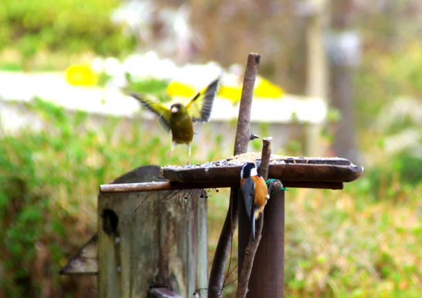 Bird Home in Nature