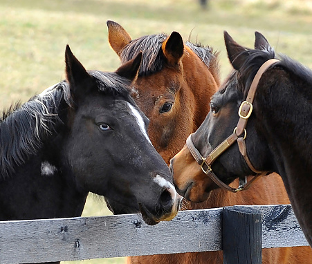 Ace, left, and Doobie, center, meet Image, a mare for the first time.