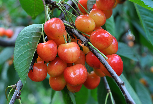 On a tree branch, ripe red berries sweet cherry (Prunus avium)