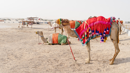 Cairo, Egypt - January 31, 2023: bedouins on brightly decorated camels greet visitors of the Great Pyramids of Giza