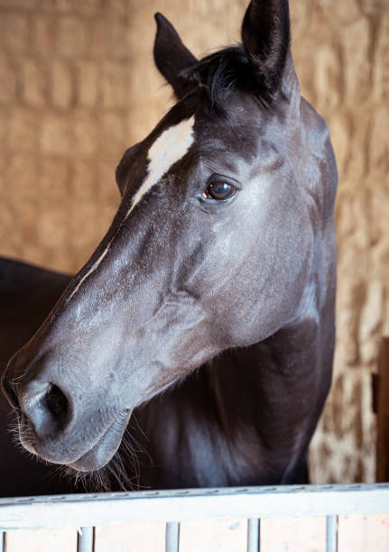 istock Close up of horses in stables. 1413306608