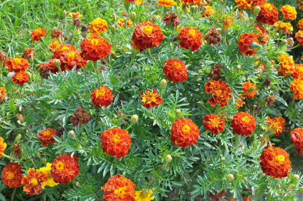 istock Blossom bushes tagetes 1413306988