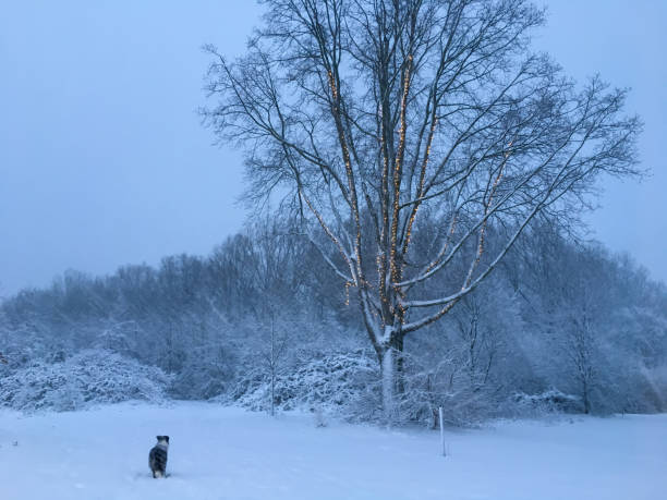 Snow Dog Border Collie standing at park entrence during snowfall in Delft delft winter netherlands snow stock pictures, royalty-free photos & images