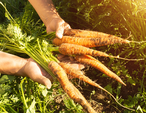a male farmer demonstrates the harvest of carrots in his hands, the farmer holds fresh carrots from the garden