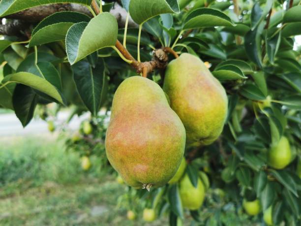 istock Delicious Pears from Okanagan Valley 1413308187