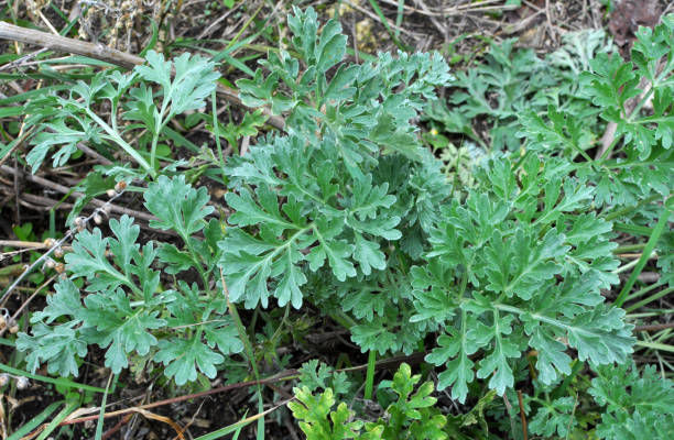 istock Bitter wormwood (Artemisia absinthium) bush grows in nature 1413308291