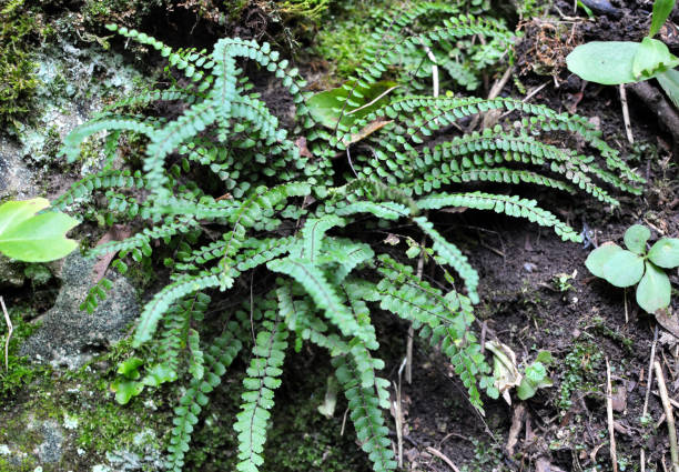 istock Asplenium trichomanes fern grows on the stone 1413308298