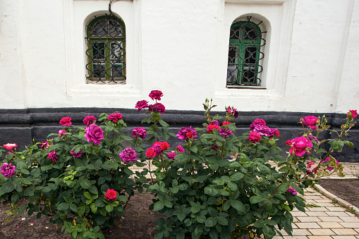 Beautiful fresh roses in June near the Kyivo-Pecherska Lavra building